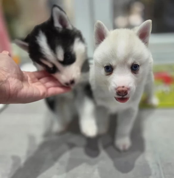 dolcissimi cuccioli di Husky per adozione | Foto 4