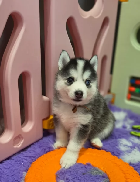 dolcissimi cuccioli di Husky per adozione | Foto 0