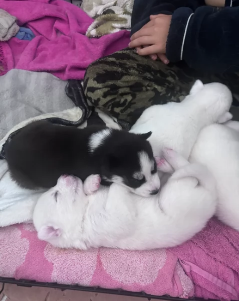 dolcissimi cuccioli di Husky per adozione | Foto 3