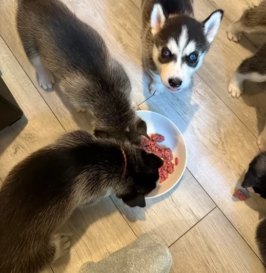 dolcissimi cuccioli di Husky per adozione | Foto 1