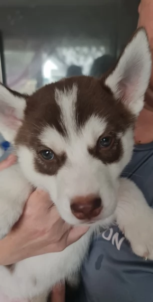 dolcissimi cuccioli di Husky per adozione