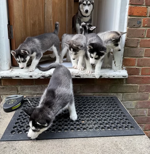 dolcissimi cuccioli di Husky per adozione | Foto 0