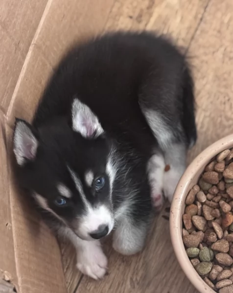 dolcissimi cuccioli di Husky per adozione | Foto 5