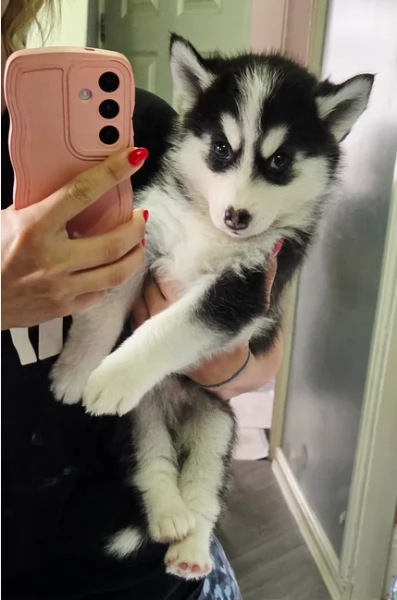 dolcissimi cuccioli di Husky per adozione