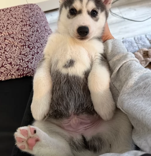 dolcissimi cuccioli di Husky per adozione | Foto 2