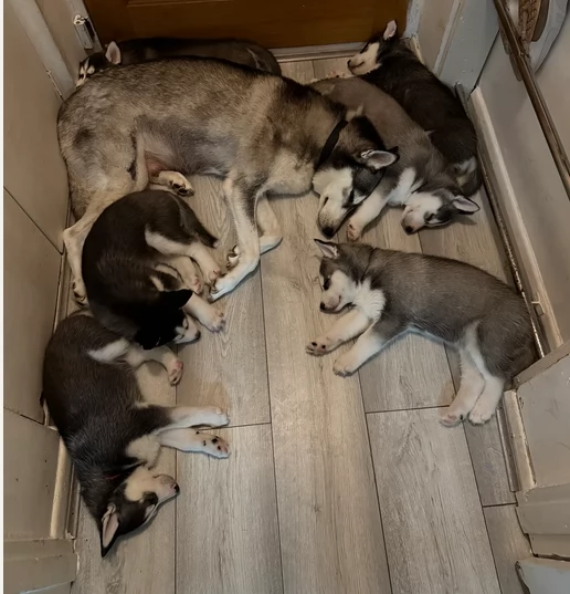 dolcissimi cuccioli di Husky per adozione | Foto 1