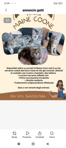Gattini Maine coon  | Foto 0