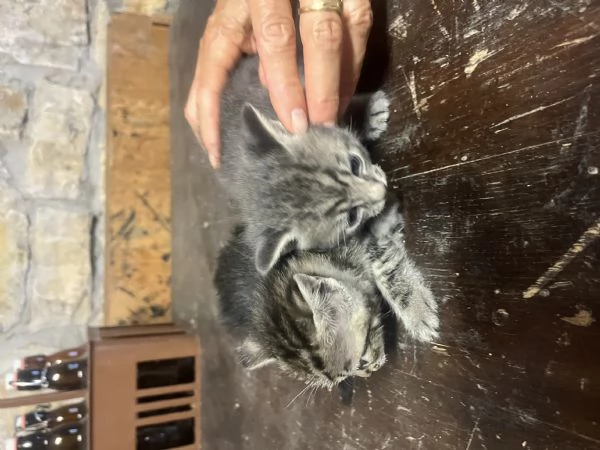 Gattini in regalo a Fratta Todina (PG) | Foto 2