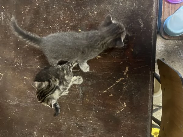 Gattini in regalo a Fratta Todina (PG) | Foto 1