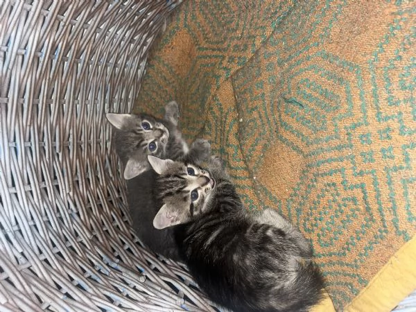 Gattini in regalo a Fratta Todina (PG) | Foto 0