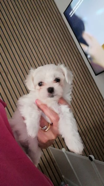 Orsetti stupendi | Foto 5