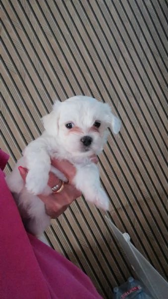 Orsetti stupendi | Foto 4