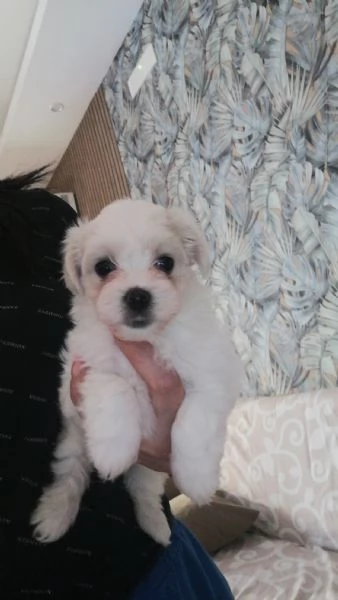 Orsetti stupendi | Foto 3