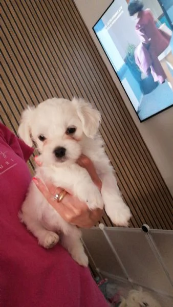 Orsetti stupendi | Foto 2