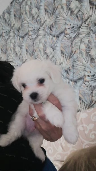 Orsetti stupendi | Foto 1