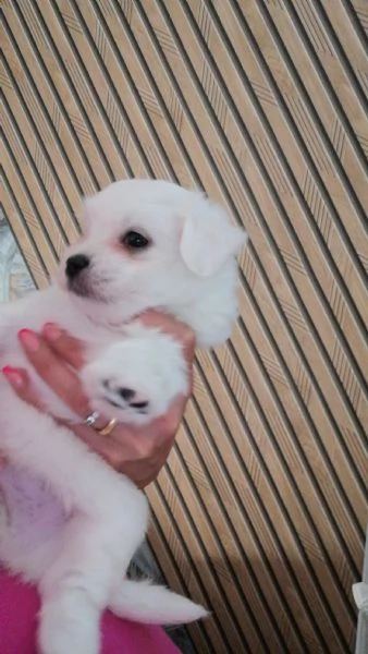 Orsetti stupendi | Foto 0