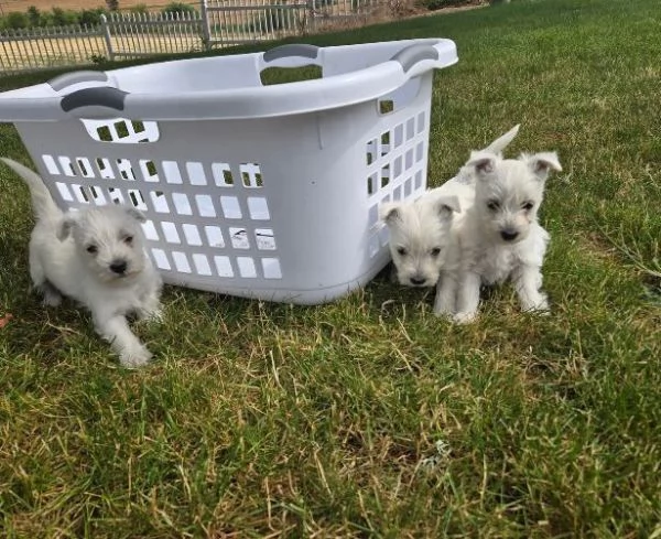 West Highland White Terrier (cuccioli maschio e femmina)