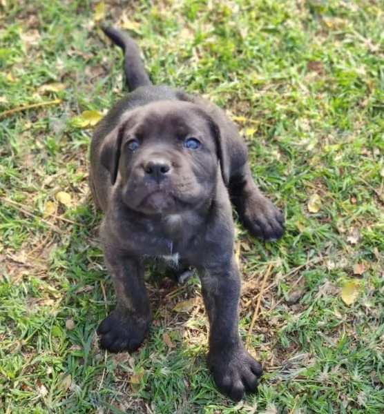 Cane Corso (cuccioli maschio e femmina)