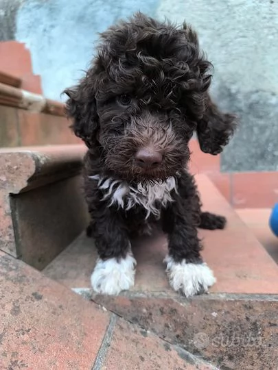 Lagotto Toy (cuccioli maschio e femmina)