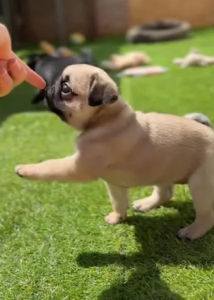 Carlino (Pug) (cuccioli maschio e femmina) | Foto 1