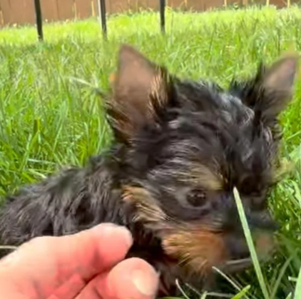 Yorkshire Terrier (cuccioli maschio e femmina)