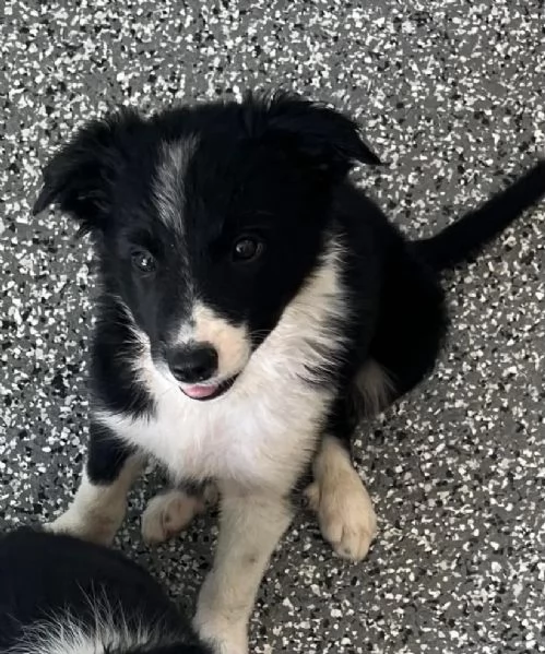 Border Collie (cuccioli maschio e femmina) | Foto 0