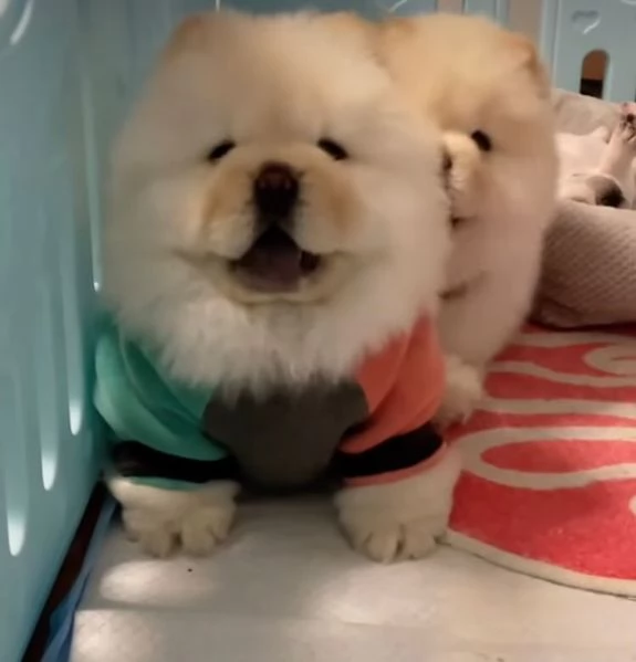 Chow Chow (cuccioli maschio e femmina) | Foto 0