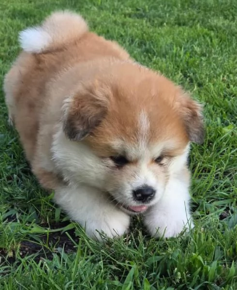 Ankita inu(cuccioli maschio e femmina)