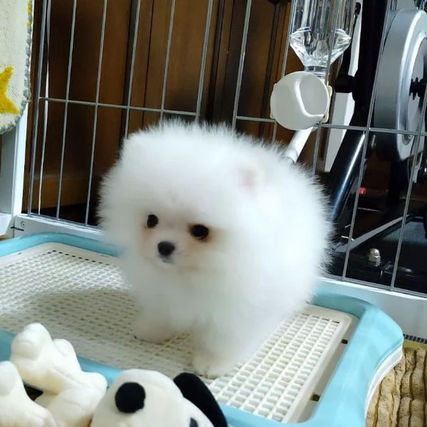 Pomeranian Toy (cuccioli maschio e femmina) | Foto 0