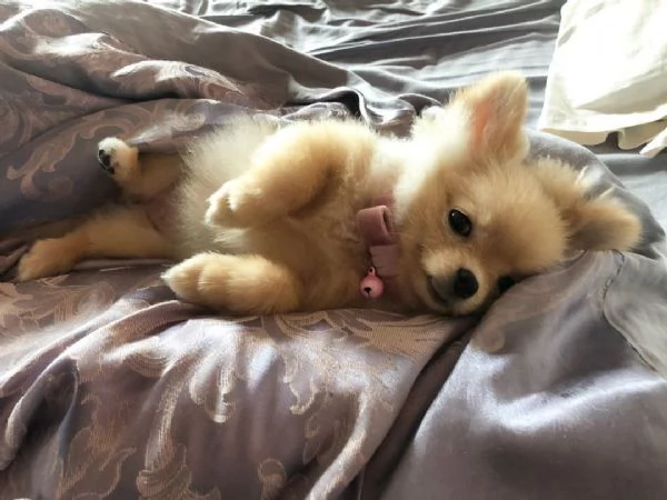 Splitz Pomeranian (cuccioli maschio e femmina) | Foto 0