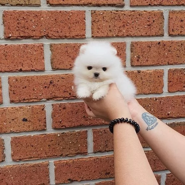 Pomeranian Toy (cuccioli maschio e femmina) | Foto 0