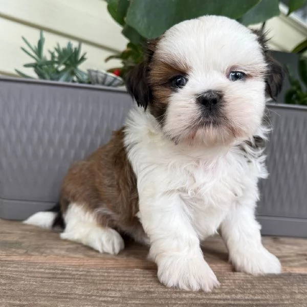 Shitzu (cuccioli maschio e femmina) | Foto 0