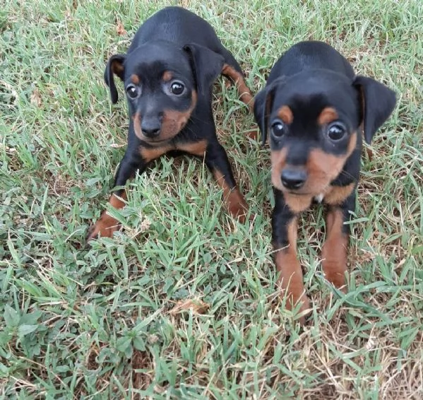 Pinscher Mini (cuccioli maschio e femmina)