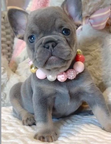 9. Bulldog Francese (cuccioli maschio e femmina) | Foto 0