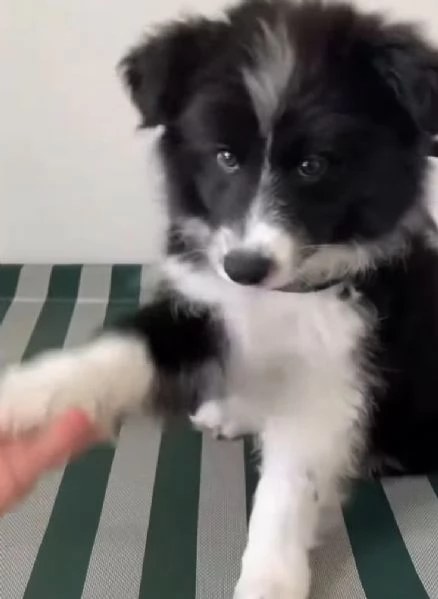 Border Collie (cuccioli maschio e femmina)