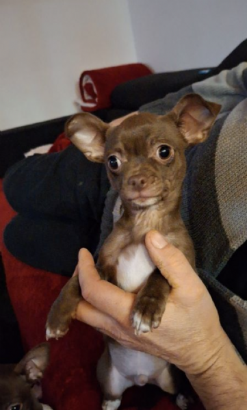  REGALO CHIHUAHUA TOY MERAVIGLIOSI  | Foto 0