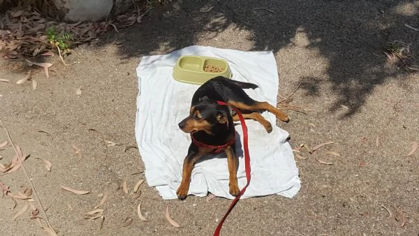 cerco cucciolo pinsher incrocio nero focato adozione