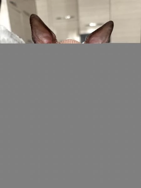 Cucciolo di Sphynx 