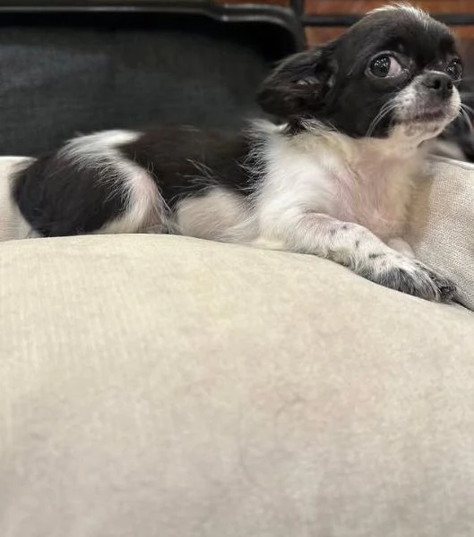 Splendidi cuccioli Di chihuahua in miniatura, nati il 23 maggio | Foto 1