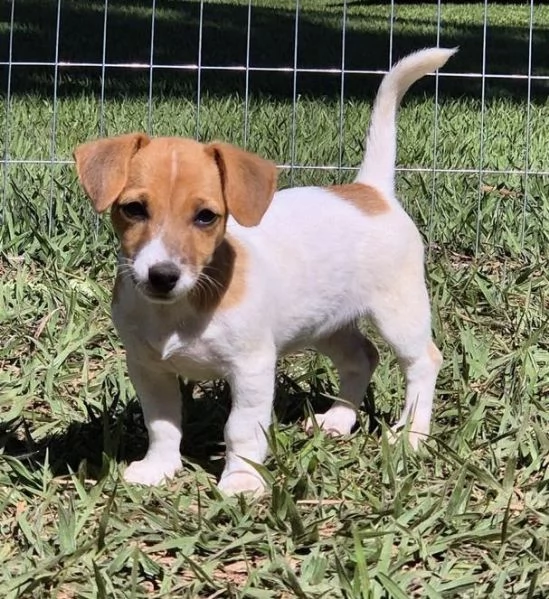 Splendidi cuccioli di jack russell  in miniatura, nati il 23 maggio, 