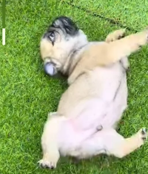 Splendidi cuccioli di Carlino , nati il 19 maggio | Foto 0