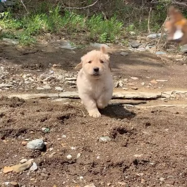 Abbiamo dei fantastici cuccioli di entrambi i sessi disponibili  | Foto 0