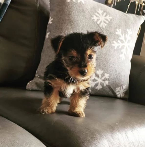 Dolce Yorkie toy disponibili maschio e Femmina  | Foto 1