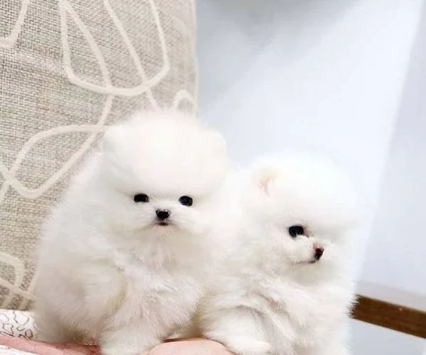  – Pedigree ENCI – Microchip Maschio e Femmina Pomeranian disponibili  | Foto 0
