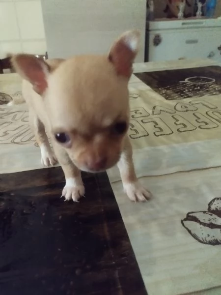 Vendo cuccioli di chihuahua  | Foto 3