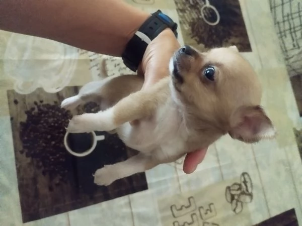 Vendo cuccioli di chihuahua  | Foto 2
