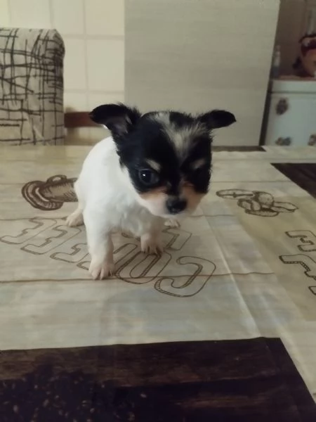 Vendo cuccioli di chihuahua 