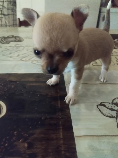 Vendo cuccioli di chihuahua  | Foto 1