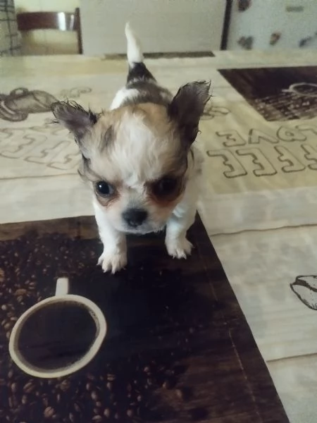 Vendo cuccioli di chihuahua  | Foto 0