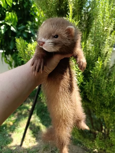 Cucciolo di furetto cioccolato 